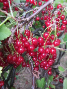 Rote Johannisbeeren